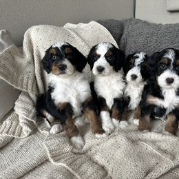 Bernedoodle, Goldendoodle, and Golden Mountain Doodle Puppies from Sonoran Standard Doodles