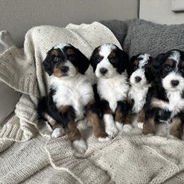 Bernedoodle, Goldendoodle, and Golden Mountain Doodle Puppies from Sonoran Standard Doodles