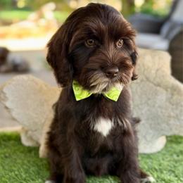 Dark chocolate - Chocolate male Australian Labradoodle puppy in Anderson, California from Shaggy Doodles