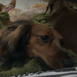 Bennie - Dachshund
