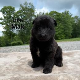 Lime - Black male German Shepherd puppy in Terra Alta, West Virginia from Shepherd Country Farm and Kennels