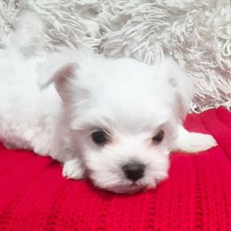 Milo - White male Maltese puppy in Austin, Texas from Austin Maltese Babies