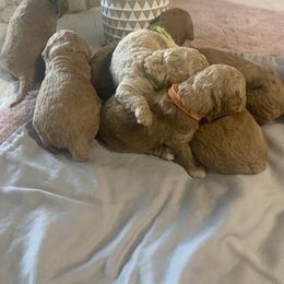 Goldendoodle Puppies from Puppy Paws