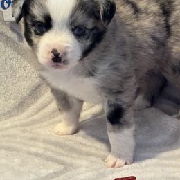 Miniature Australian Shepherd and Toy Australian Shepherd Puppies from Cherry Grove Kennel