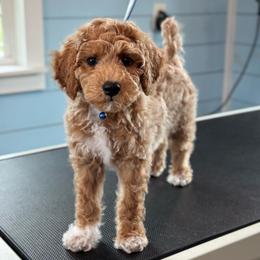 Carousel - Apricot male Goldendoodle puppy in Wharton, Texas from Little Fur Friends