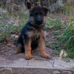 Brown Female - Black and red female German Shepherd puppy in Kamas, Utah from Uinta Mountain Shepherds