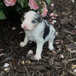Nova - Blue merle female Australian Shepherd puppy in Bethlehem, Connecticut from Montanna Sage LLC