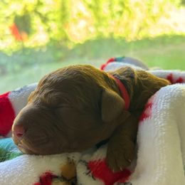 Holly - Red  female Goldendoodle puppy in Arcadia, California from Ginger Doodles