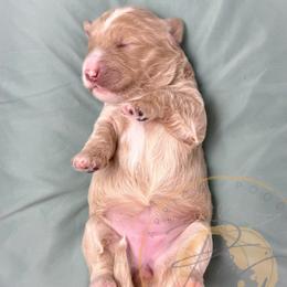 Chai - Cream female Goldendoodle puppy in Murrieta, California from Apricot Poodles & Goldendoodles, LLC