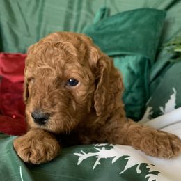 Girl 5 - female Poodle puppy in from Beltane Bonnies