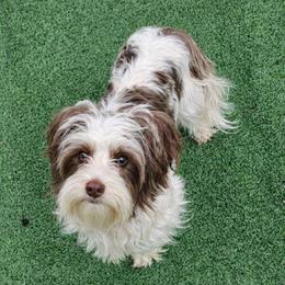Bree - Yorkshire Terrier