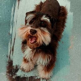 Miss Kisses - Miniature Schnauzer