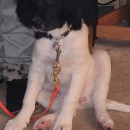 Large Münsterländer Puppies from CheddArris Kennel