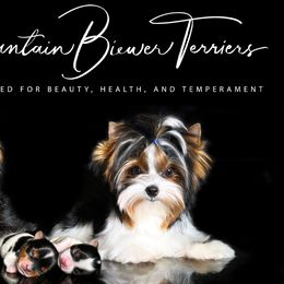 Biewer Terriers from Rocky Mountain Biewer Terriers