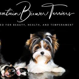 Biewer Terriers from Rocky Mountain Biewer Terriers