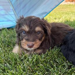 Red Collar Girl - Tri-color female Bernedoodle puppy in Ogden, Utah from Salty Point Doodles