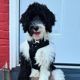 Bernedoodle, Goldendoodle, and Poodle Puppies from JensenBelle Doodles