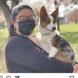 American Corgi, Companion Cross, Miniature Australian Shepherd, and Pembroke Welsh Corgi All Grown Up from FreckledCowgirlCorgis