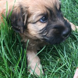 Aussiedoodle Puppies from North Idaho Miniature Aussiedoodles