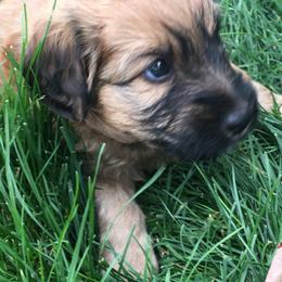 Aussiedoodle Puppies from North Idaho Miniature Aussiedoodles