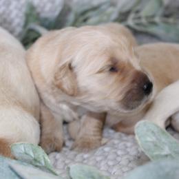 Golden Retriever Puppies from UnrivaledGoldens