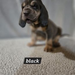 Black collar - Liver and tan male Bloodhound puppy in Gillette, Wyoming from Whispering Winds Homestead 307