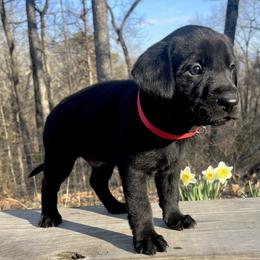 Black boy, red collar - Black male Labrador Retriever puppy in Ozark, Arkansas from Middle Ridge Retrievers