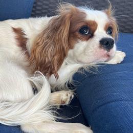 Cavalier King Charles Spaniel puppies from Kalama Cavaliers
