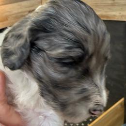 Zelda - female Newfypoo puppy in San Antonio, Texas from Mammoth Doodles