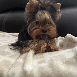 Yorkshire Terrier All Grown Up from Tinypartiyorkies