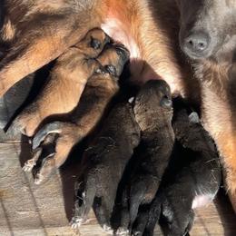 6 - Fawn Belgian Malinois puppy in Alger, Michigan from Aspen’s Edge Kennel