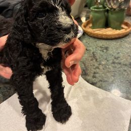 Girl 1 - Black female Portuguese Water Dog puppy in Sonoma, California from Chien D’Eau Portuguese Water Dogs