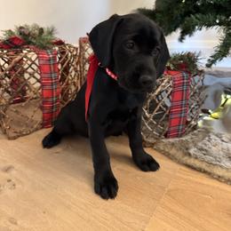 Wonka-black male - Black male Labrador Retriever puppy in Gig Harbor, Washington from Mayfield Farm