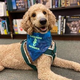 Poodles from Pawshtastic Poodles