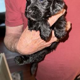 Goldendoodle Puppies from Lesher Goodwin Goldendoodles