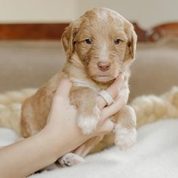 Alan Jackson - Apricot male Goldendoodle puppy in Hiddenite, North Carolina from Rose and Reid Doodles