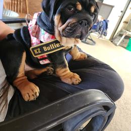 Mellie - Black tri-color female Bulldog puppy in Hillsdale County, Michigan from KZ Bullies LLC