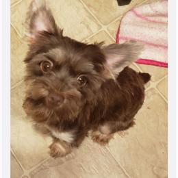 Jewels - Yorkshire Terrier