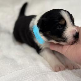Border Collie Puppies from Hill Valey Border Collies