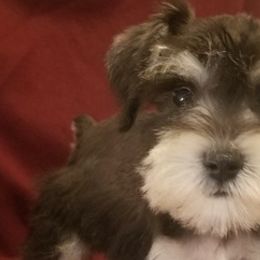 Miniature Schnauzers from Rosewood Pups