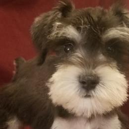 Miniature Schnauzers from Rosewood Pups