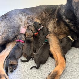 Green Multi Collar - Black male German Shepherd puppy in Carlisle, Arkansas from Roanwood German Shepherds
