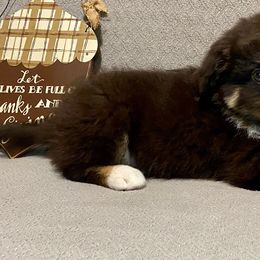 Miniature Australian Shepherd Puppies from Arch Hill Mini Aussies