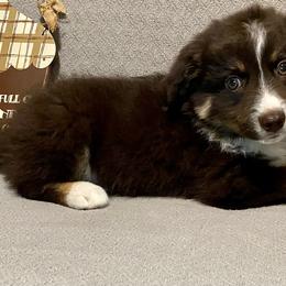 Miniature Australian Shepherd Puppies from Arch Hill Mini Aussies