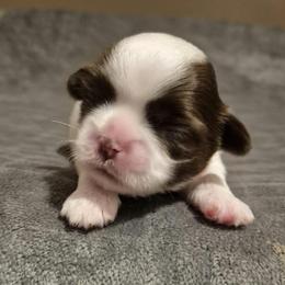 Chocolate and white Parti boy - Liver and white male Shih Tzu puppy in Newark, Ohio from Gemini Kennels