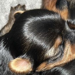 Yorkshire Terriers from Central Valley Yorkies