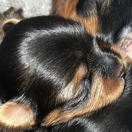 Yorkshire Terriers from Central Valley Yorkies
