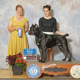 Tribute - Cane Corso