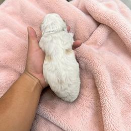 Bernedoodle, Cavapoo, Goldendoodle, Miniature Schnauzer, and Poodle Puppies from Pet Inn Xxweetdoodles