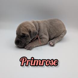 Primrose - Fawn female Great Dane puppy in Milford, Pennsylvania from R&R Breeding and Pet Care